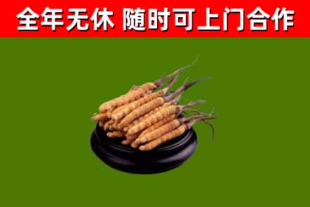 成都烟酒回收冬虫夏草.jpg