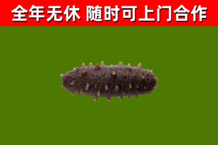成都烟酒回收干海参.jpg